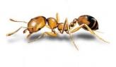 Mravce faranske